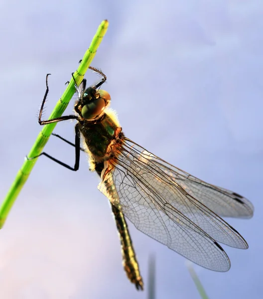 Vista Macro Primer Plano Del Insecto Libélula — Foto de Stock