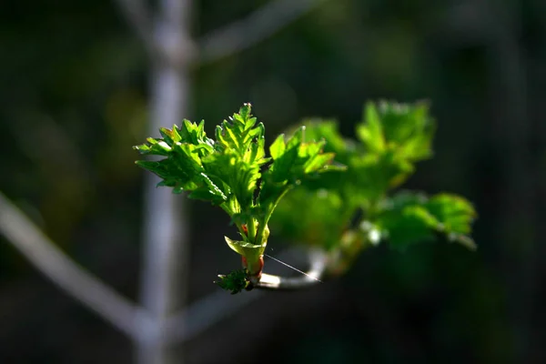 Groene Plant Tuin — Stockfoto