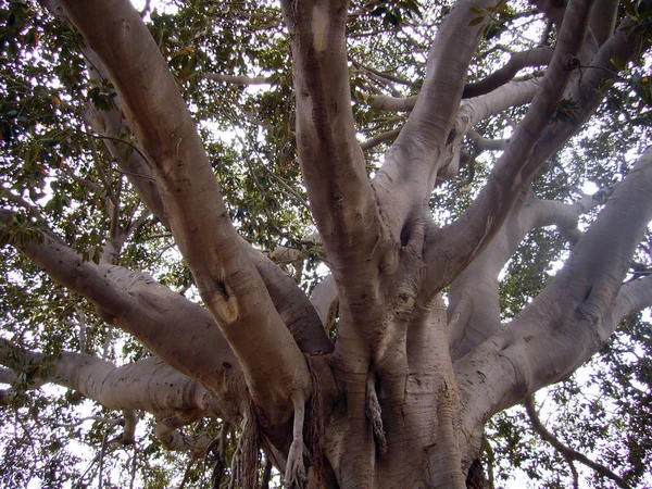 sequoia trees, huge tree, nature flora