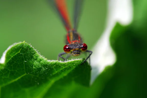 Vista Macro Primer Plano Del Insecto Libélula — Foto de Stock