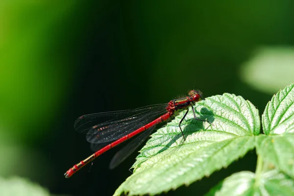 Odonata Mosca Lechera Flora Natural — Foto de Stock