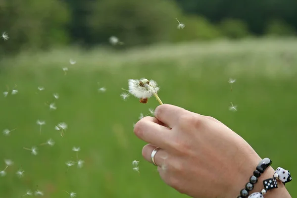 Nahaufnahme Von Natürlichen Löwenzahn Blume — Stockfoto