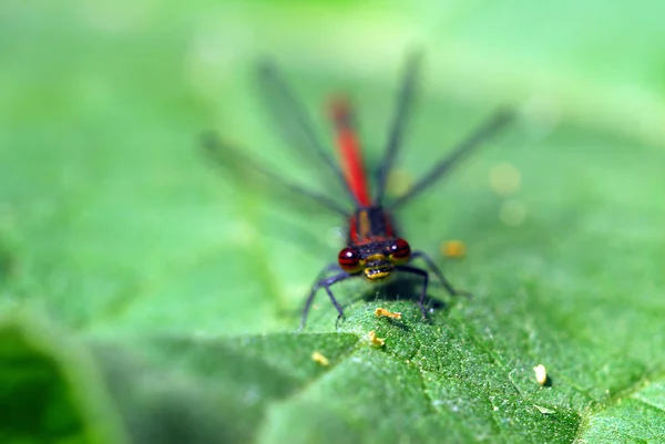 Insecto Mosca Flora Fauna — Foto de Stock
