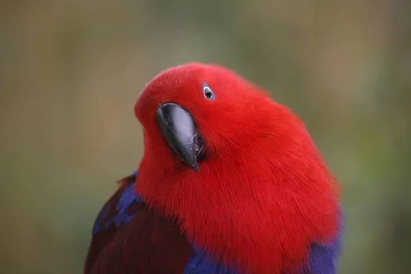 Eclectus Roratus Femelles Mâle Est Couleur Totalement Différente Vert Avec — Photo