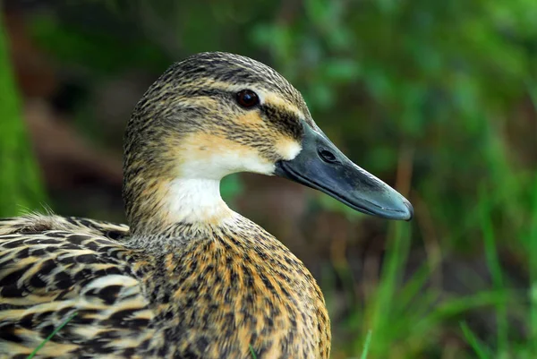 Aussichtsreiche Aussicht Auf Süße Stockente Der Natur — Stockfoto