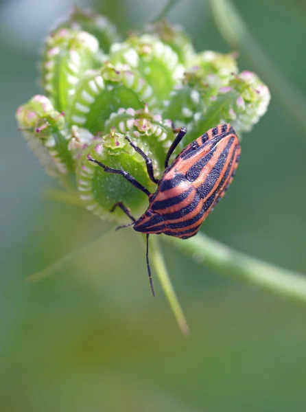 Nahaufnahme Von Wanzen Der Wilden Natur — Stockfoto