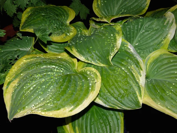 Vacker Botanisk Skott Naturliga Tapeter — Stockfoto