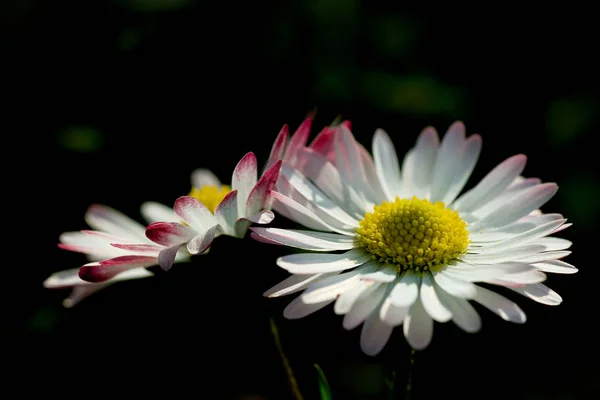 Sommarfält Blommor Flora — Stockfoto