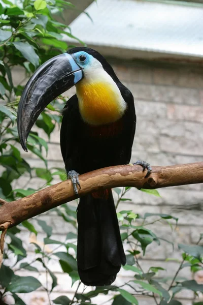 Toucan Egy Ágon — Stock Fotó