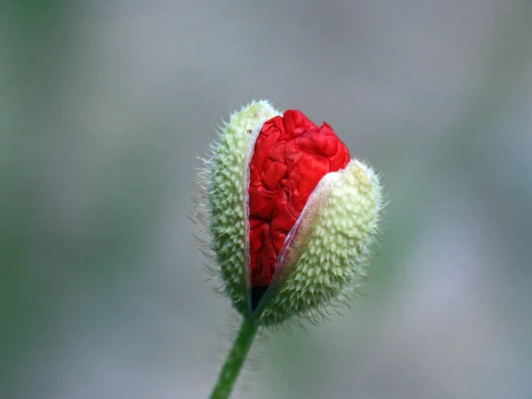 Vue Rapprochée Belles Fleurs Pavot Sauvage — Photo