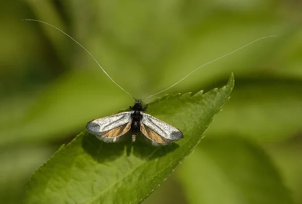 Vue Rapprochée Beau Papillon Coloré — Photo