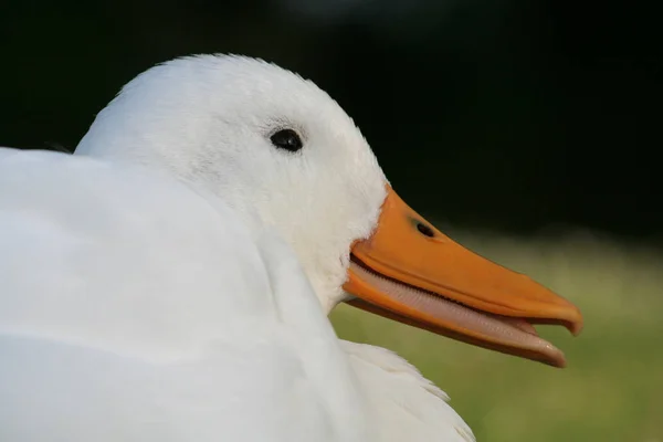 Hausgeflügel Auf Dem Hof — Stockfoto