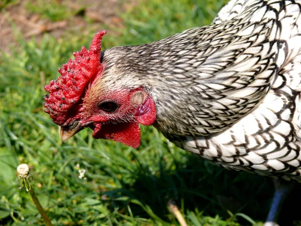 Dieses Halm Könnte Ich Versuchen — Stockfoto