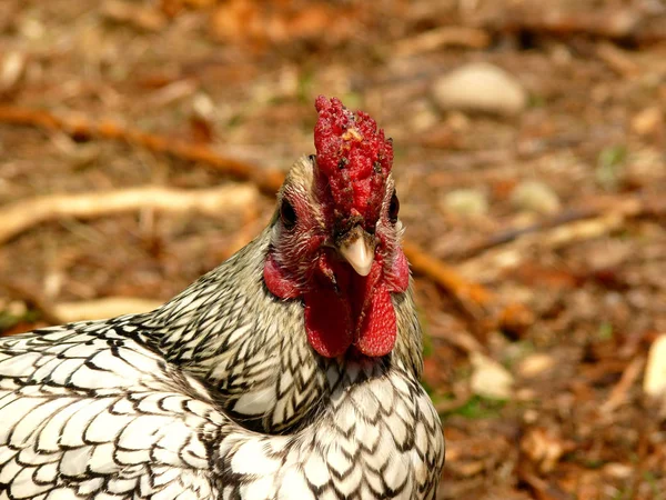 Vedere Pitorească Păsărilor Frumoase Natură — Fotografie, imagine de stoc