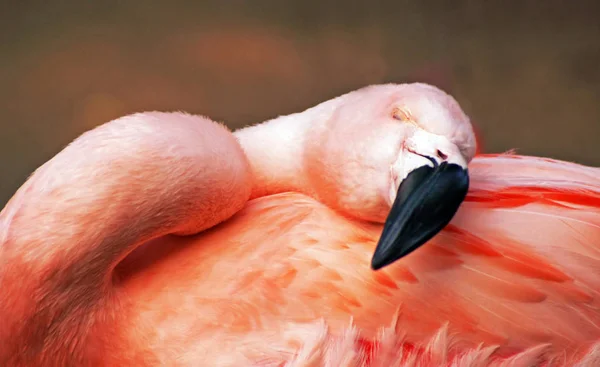 Schilderachtig Uitzicht Prachtige Vogel Natuur — Stockfoto