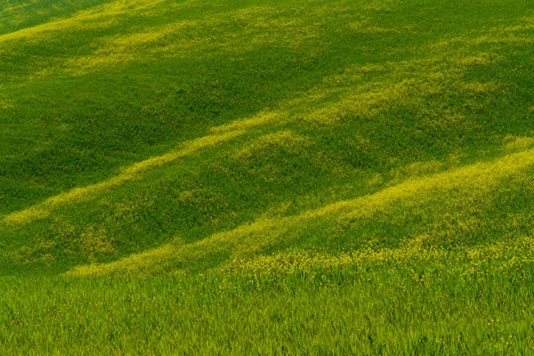 Câmp Porumb Toscana — Fotografie, imagine de stoc