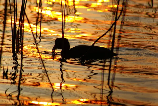 Moorhen Βράδυ — Φωτογραφία Αρχείου