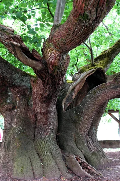 Árvore Lima 000 Anos — Fotografia de Stock