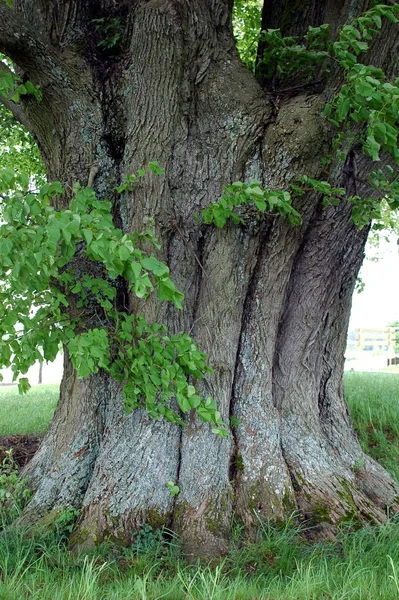 Prachtige Omgeving Van Het Bos — Stockfoto