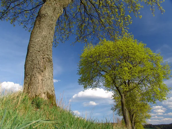Flora Natureza Folhagem Árvore — Fotografia de Stock