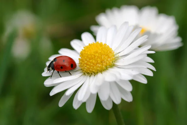 Daisy Full Bloom — Stock Photo, Image