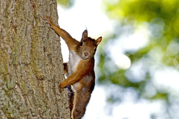 Scoiattolo Animale Natura Soffice Scoiattolo — Foto Stock