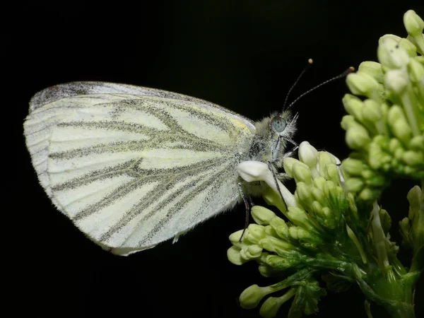 Gros Plan Bug Nature Sauvage — Photo