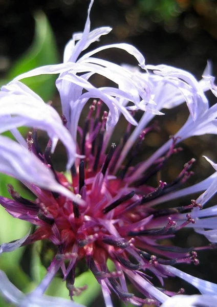 Flake Flower Flora Petals — Stock Photo, Image