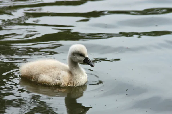 Vacker Utsikt Över Majestätisk Svan Naturen — Stockfoto