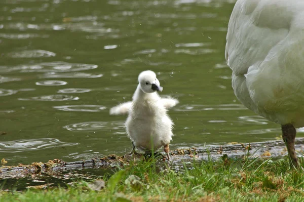 Animali Giovani Attenzione Selettiva — Foto Stock