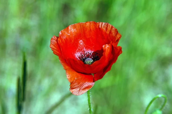 Close Uitzicht Mooie Wilde Papaver Bloemen — Stockfoto