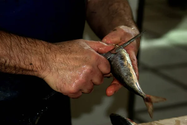 Peixe Nas Mãos Pescador — Fotografia de Stock