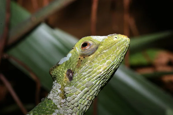 Lézard Sauvage Exotique Reptile Animal — Photo