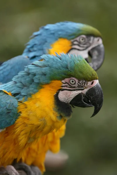 Vacker Utsikt Över Vacker Fågel Naturen — Stockfoto