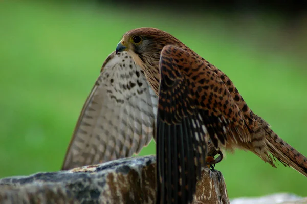 Schilderachtig Uitzicht Prachtige Torenvogel — Stockfoto