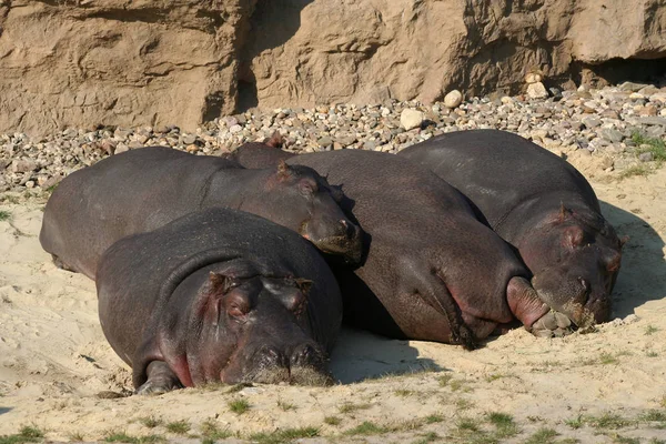 Mamíferos Hipopótamos Animales Hipopótamos —  Fotos de Stock