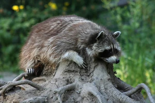 Raton Laveur Mammifère Prédateur Animal — Photo