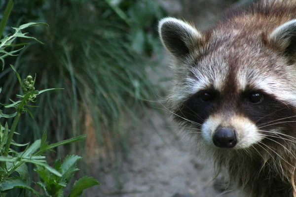 Non Terribile Che Vera Pelliccia Sia Tornata Moda — Foto Stock