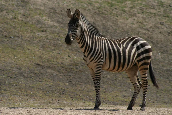 Africano Preto Branco Zebra Animal — Fotografia de Stock