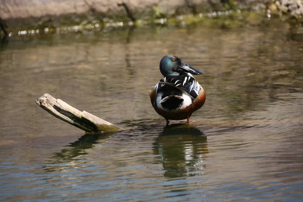 Bird Theme Picturesque Shot — Stock Photo, Image