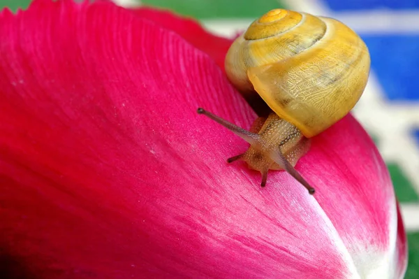 Hélice Mollusque Escargot Coquille — Photo