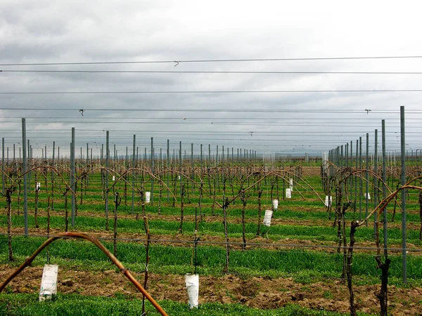 Grapevines Landscape Cultivation Wine Grape Vine — Stock Photo, Image