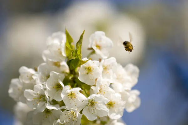 apple blossom tree in spring, flora and flowers