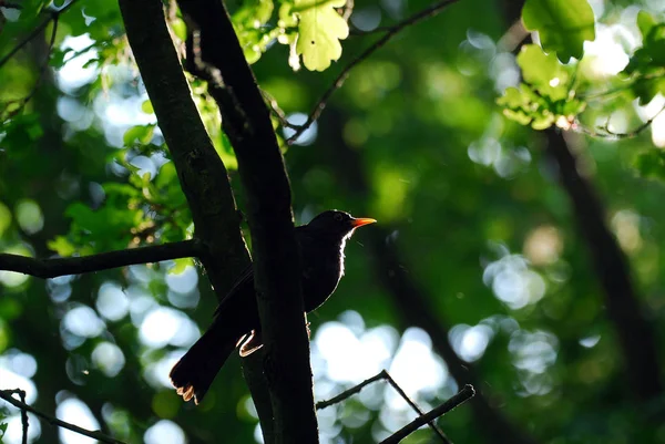 Amsel Singvogel Ornithologie Und Fauna — Stockfoto
