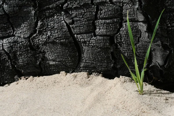 Brasas Fogo Cinza Carvão Vegetal — Fotografia de Stock