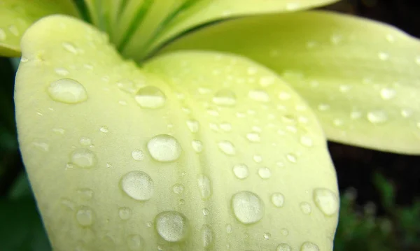 Капли Воды Листе — стоковое фото