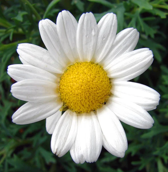 Marguerite Pleine Fleur — Photo