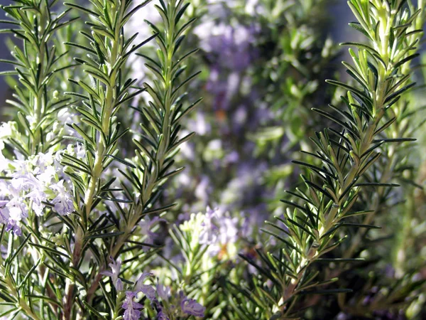 Verde Alecrim Ervas Planta Flora — Fotografia de Stock