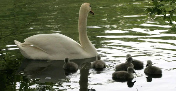 Simmande Fågel Vildhetsbegreppet — Stockfoto