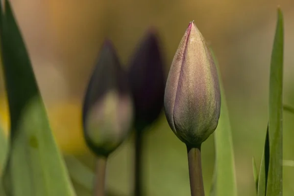 Vista Panorâmica Bela Flor Tulipa — Fotografia de Stock